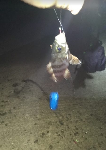 サビキでヒラメ